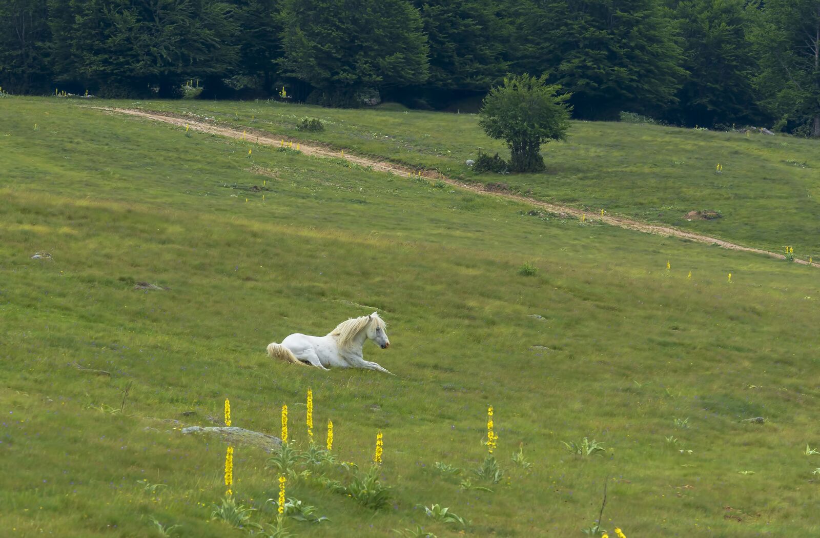 Nikon D7200 sample photo. Horse, green, mountain photography