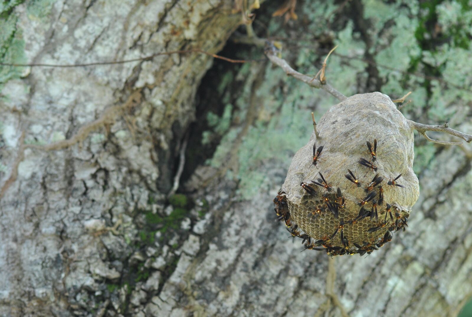 Nikon D3000 sample photo. Vespa, nest, insect photography