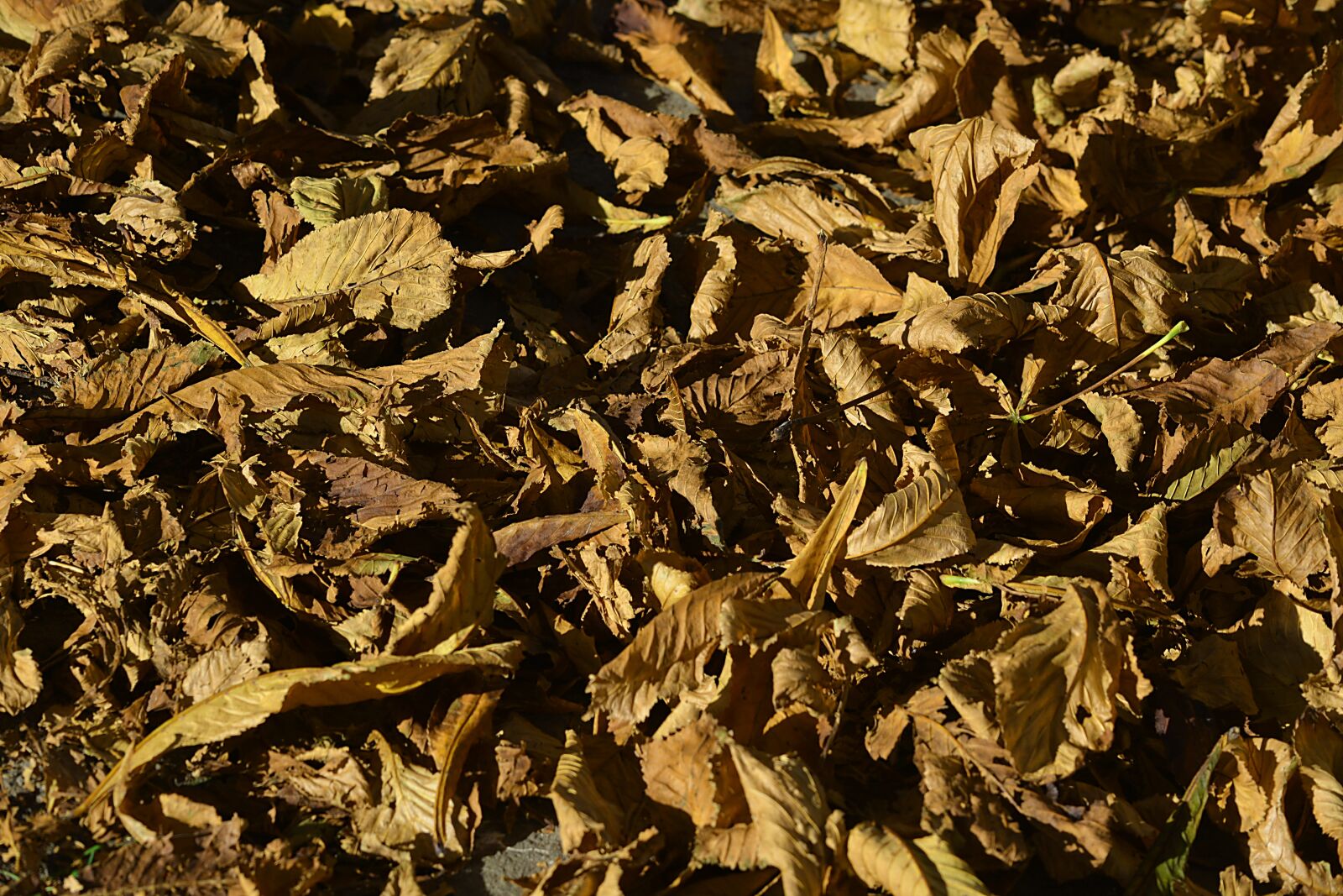 Nikon D5200 sample photo. Leaves, fall, autumn leaves photography
