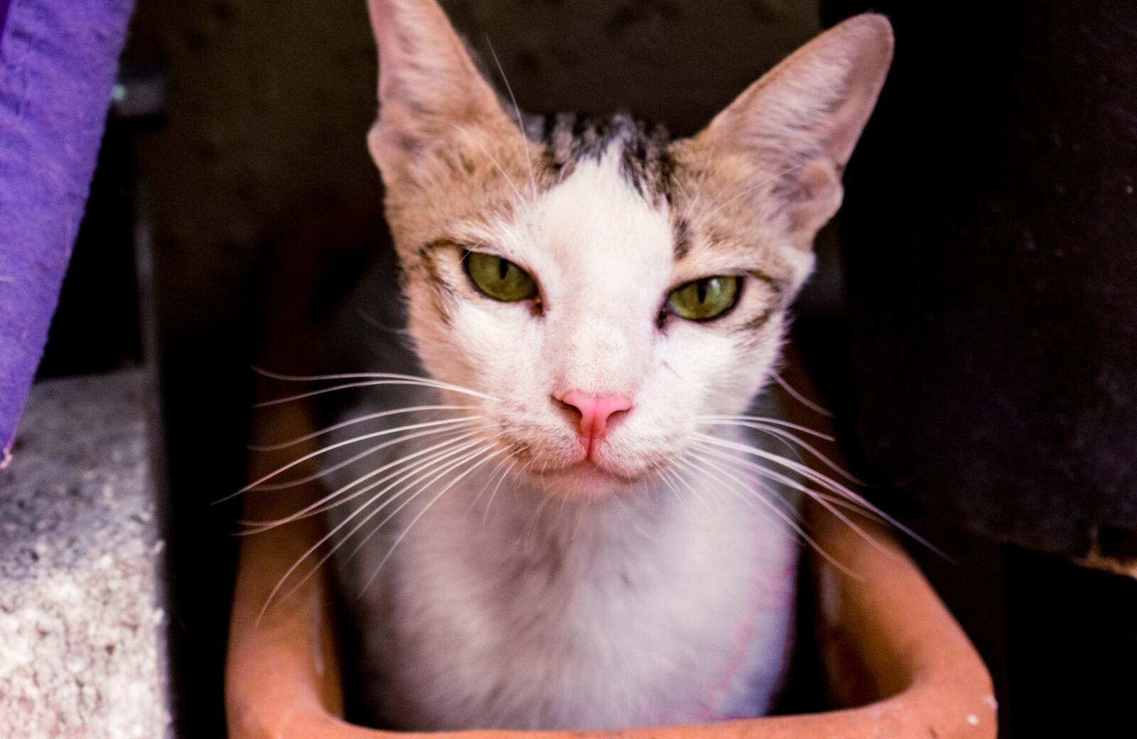 Canon EOS 700D (EOS Rebel T5i / EOS Kiss X7i) sample photo. Cat, cute, eyes photography