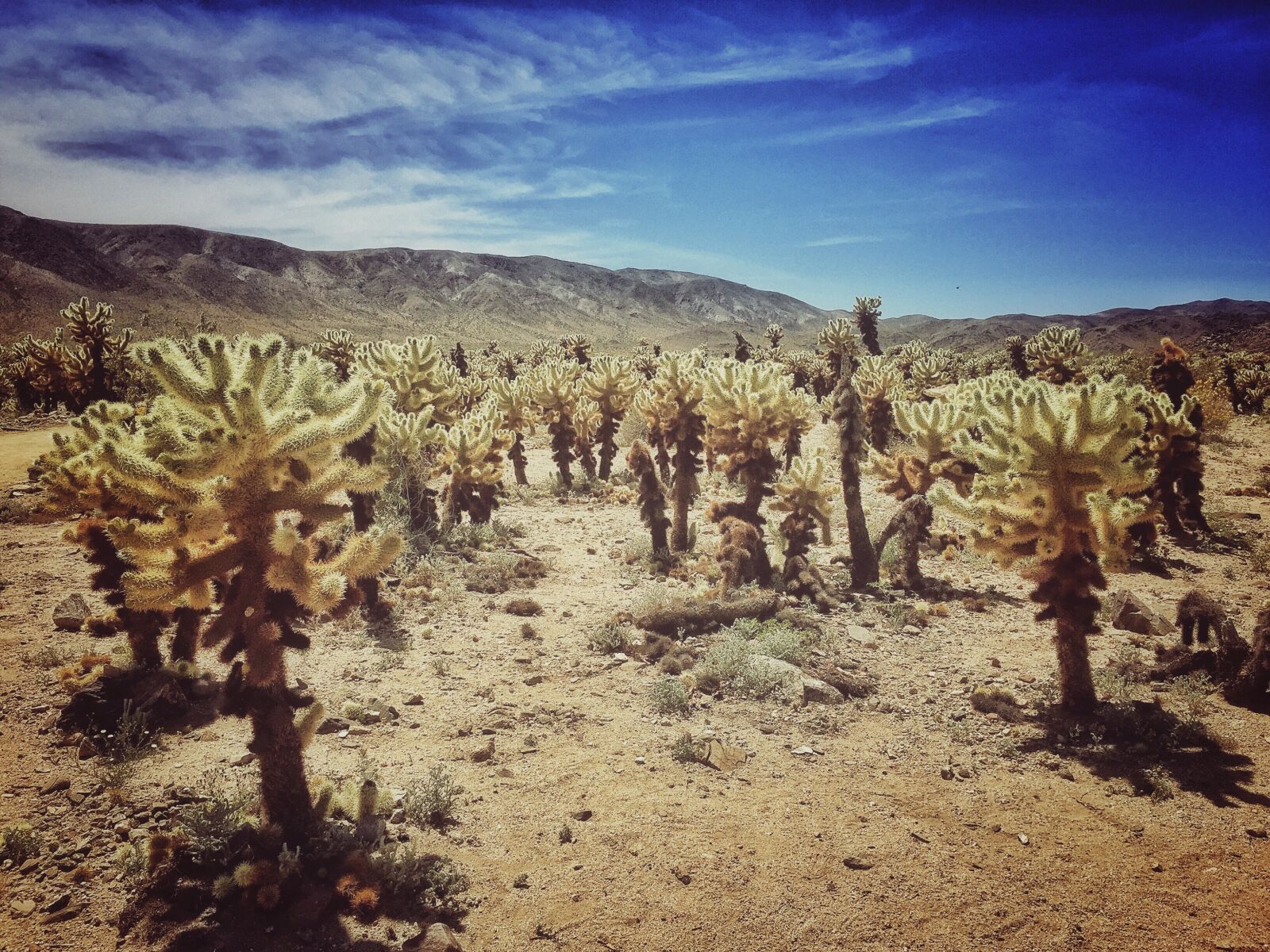Apple iPhone 6 sample photo. Joshua tree, desert, joshua photography