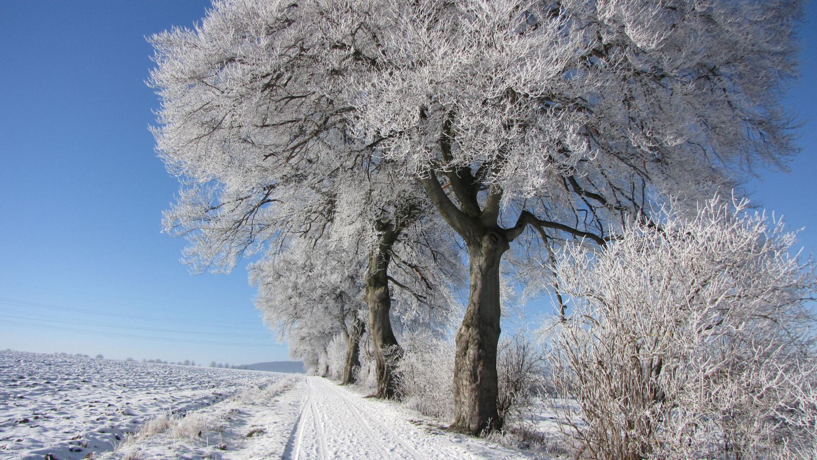 Canon PowerShot SX1 IS sample photo. Büren, winter, tree photography