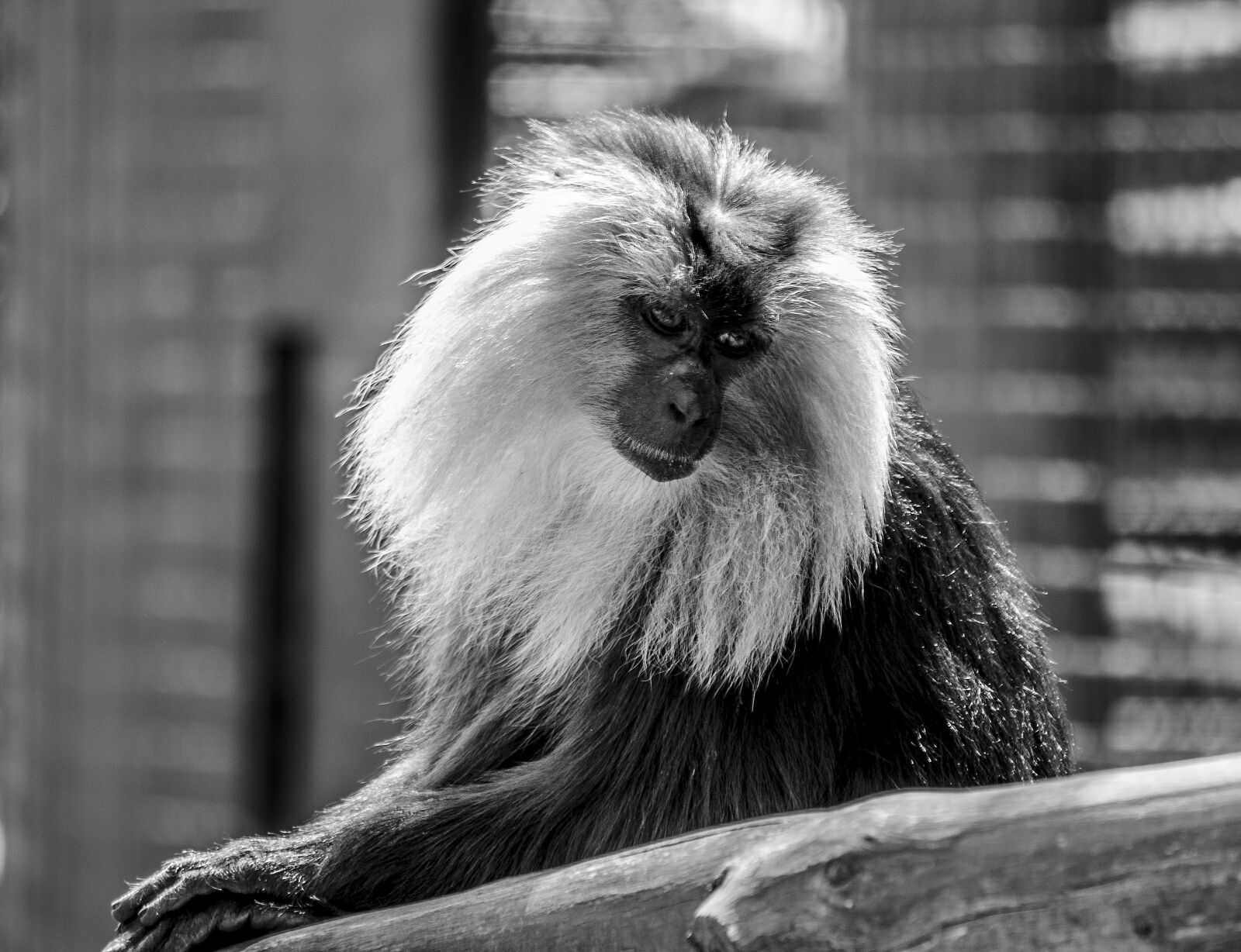 Nikon D7000 sample photo. Monkey, safari, zoo photography