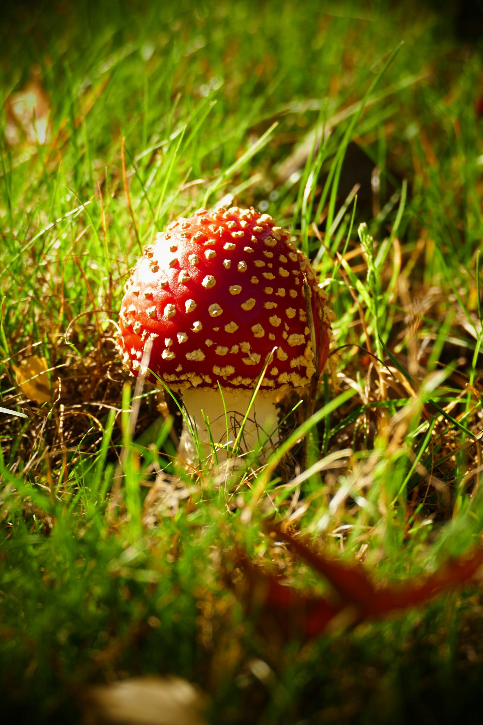 Panasonic Lumix DMC-FZ1000 sample photo. Mushroom, mushrooms, autumn photography