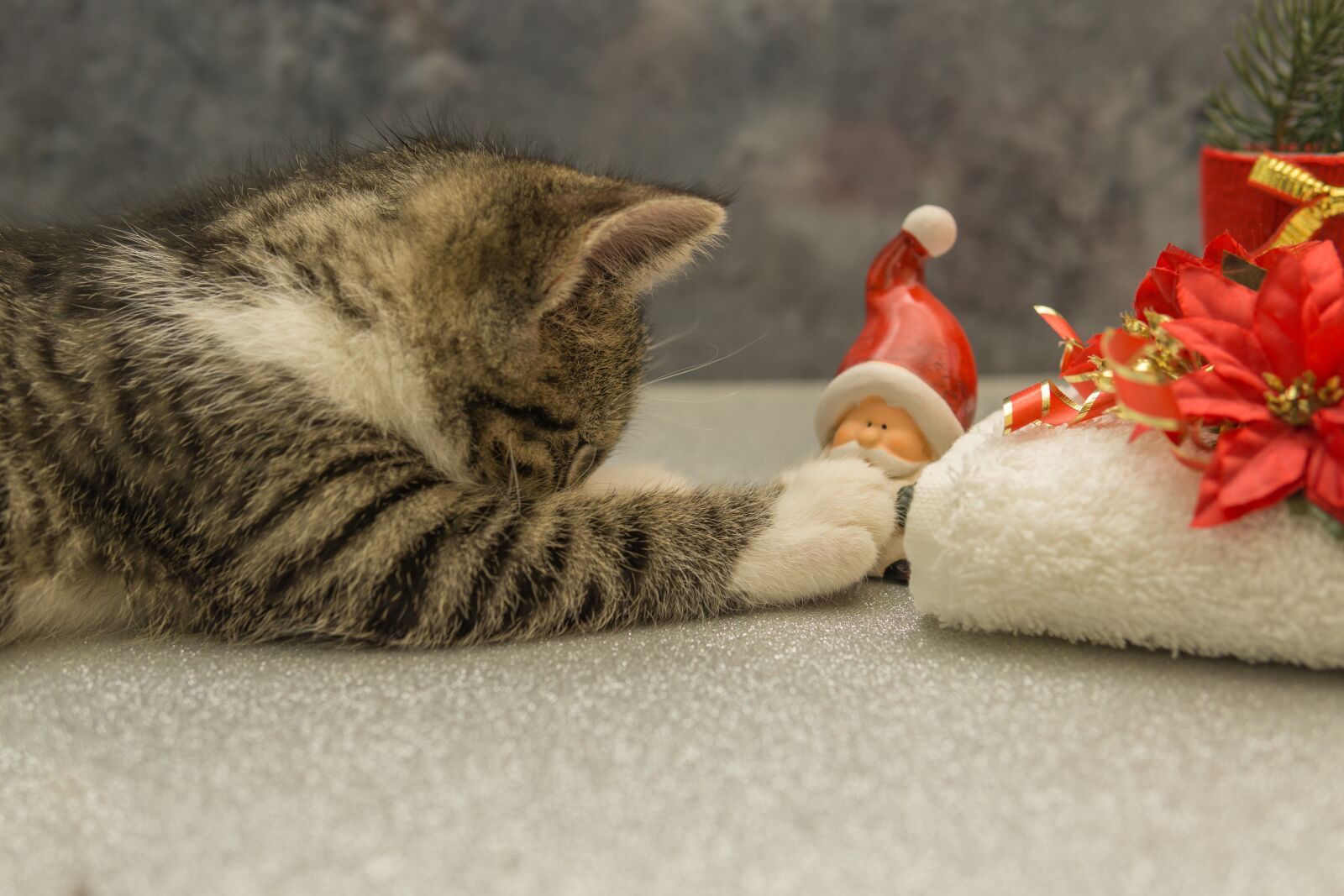 30mm F1.4 DC DN | Contemporary 016 sample photo. Cat, small, christmas photography