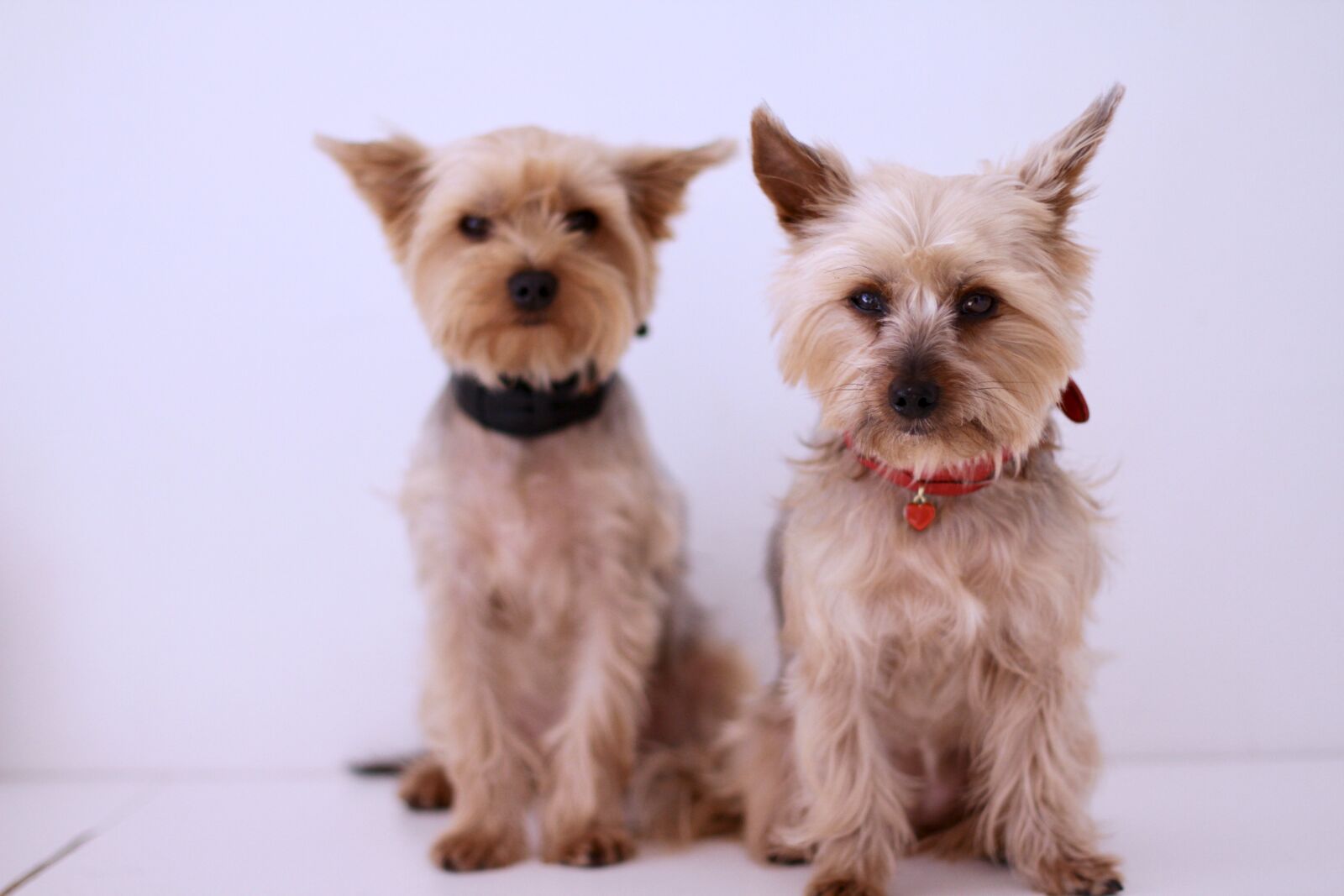 Canon EOS 7D sample photo. Dog, yorkshire terrier, paris photography