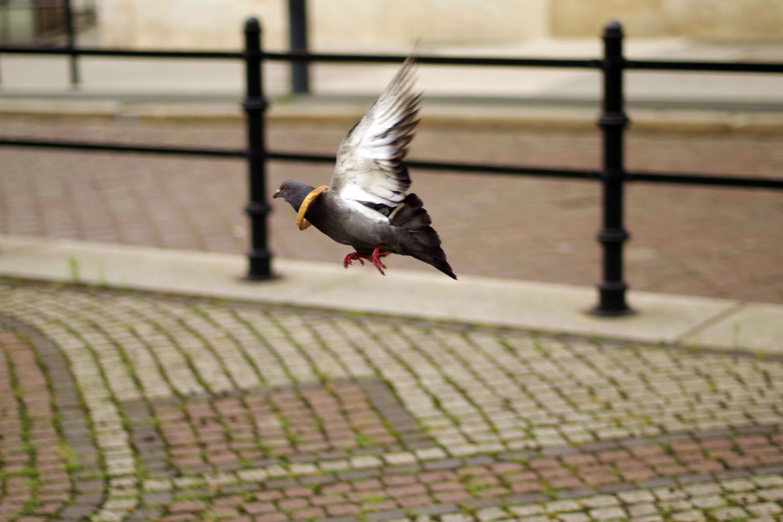 Pentax K-S2 sample photo. Dove, flying, funny photography