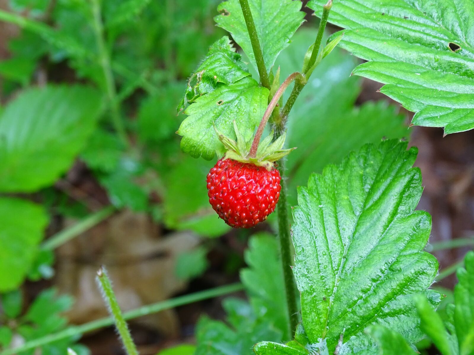 Sony Cyber-shot DSC-HX400V sample photo. Wild strawberries, forest, summer photography