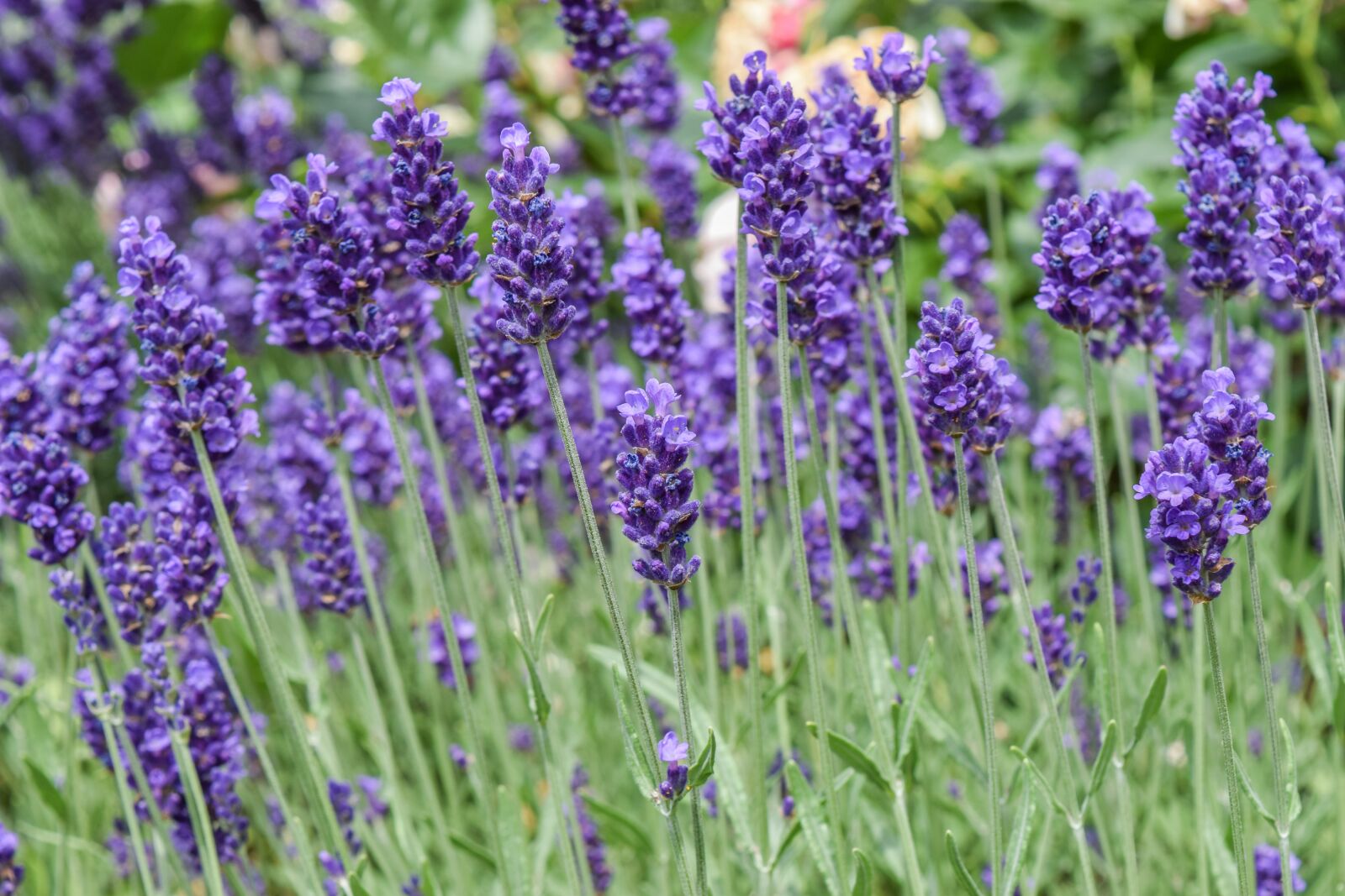 Nikon D3300 sample photo. Plant, lavender, nature photography