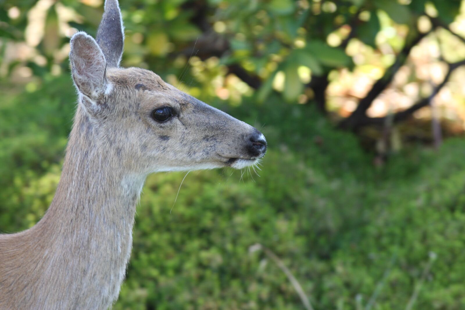 Canon EOS 40D sample photo. Animal, wildlife, nature photography