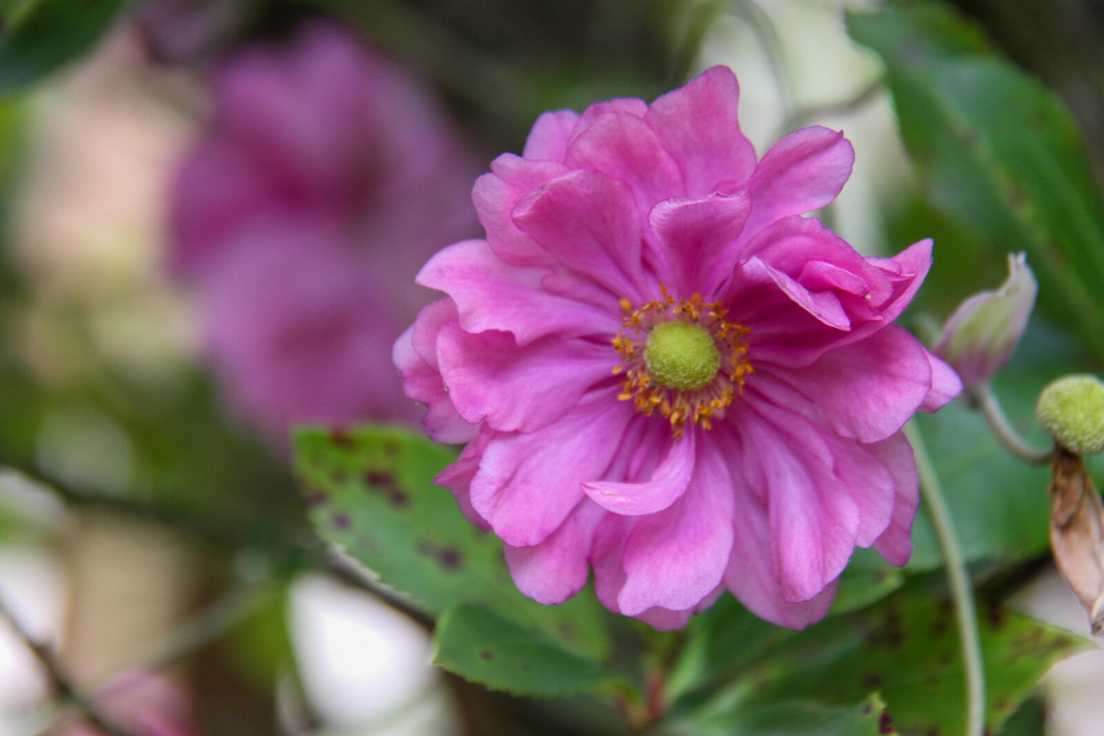 Canon EOS 7D + Canon EF-S 18-200mm F3.5-5.6 IS sample photo. Anemone, fall, garden photography