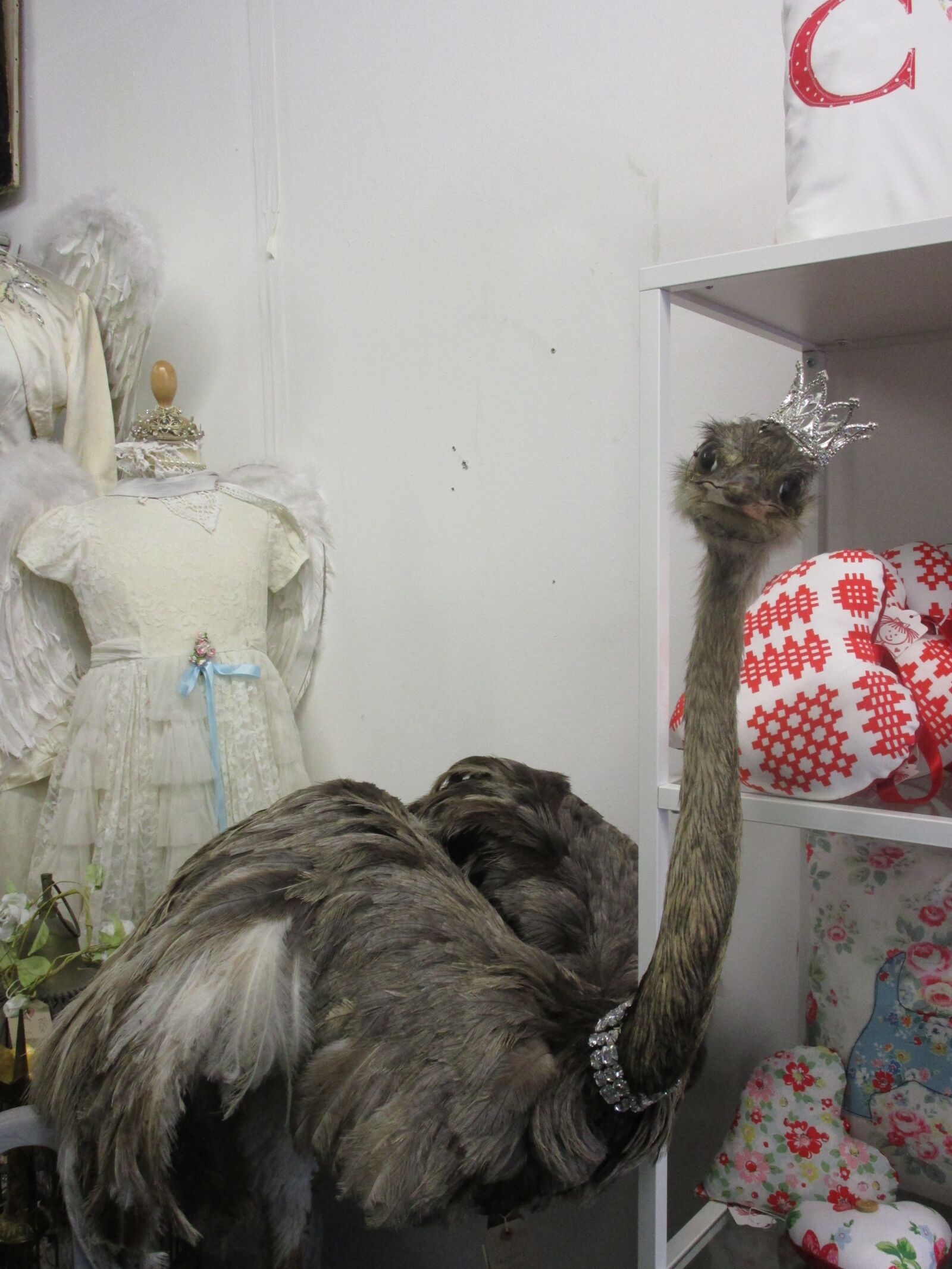Canon PowerShot ELPH 150 IS (IXUS 155 / IXY 140) sample photo. "Weird, ostrich, taxidermy" photography