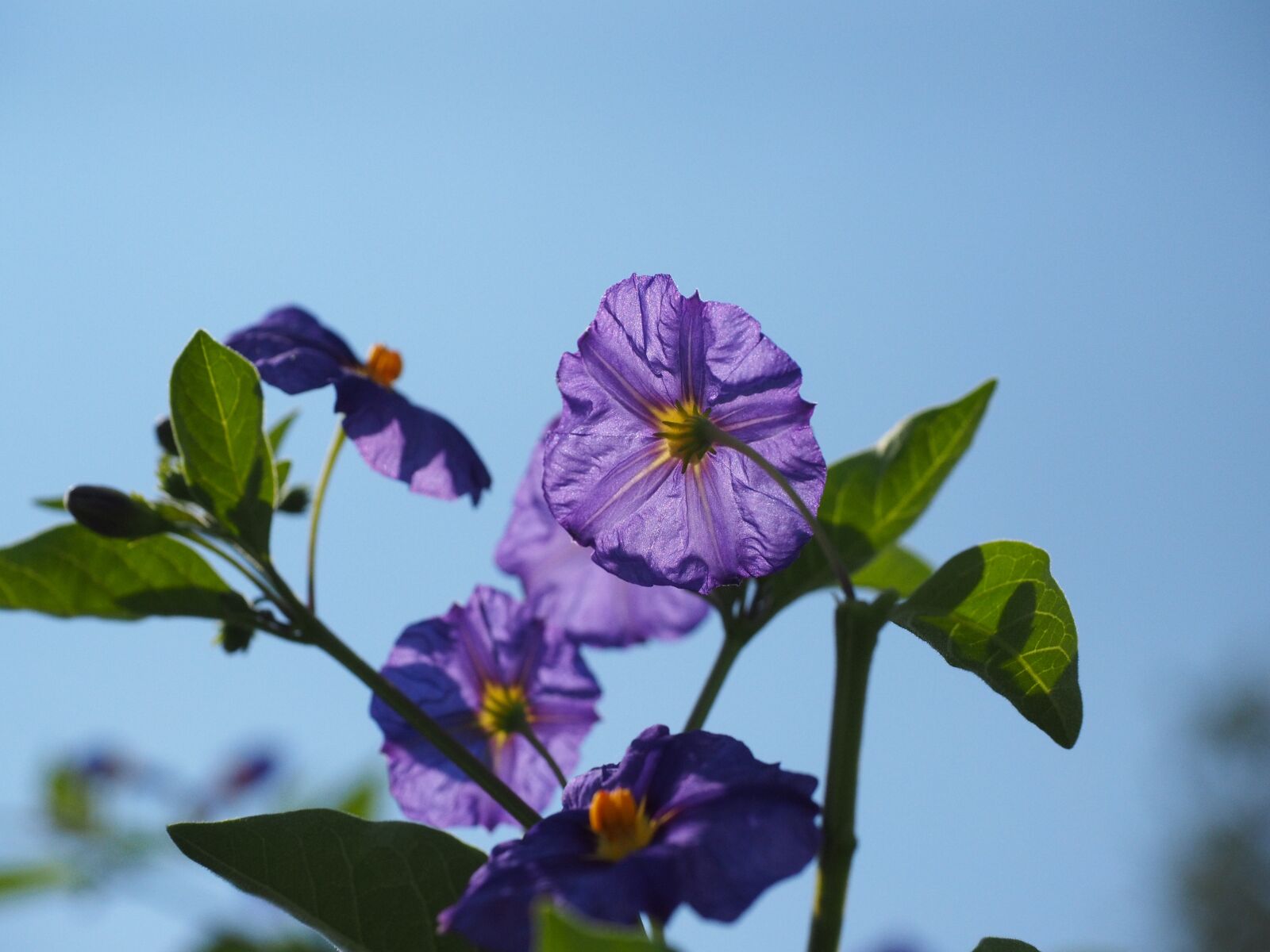 Olympus OM-D E-M1 + Olympus M.Zuiko Digital ED 12-40mm F2.8 Pro sample photo. Blossom, bloom, violet photography