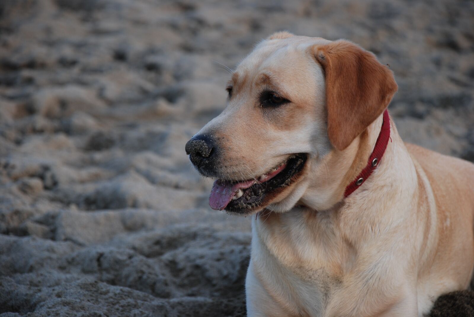 Nikon D40X sample photo. Labrador, dog, happiness photography