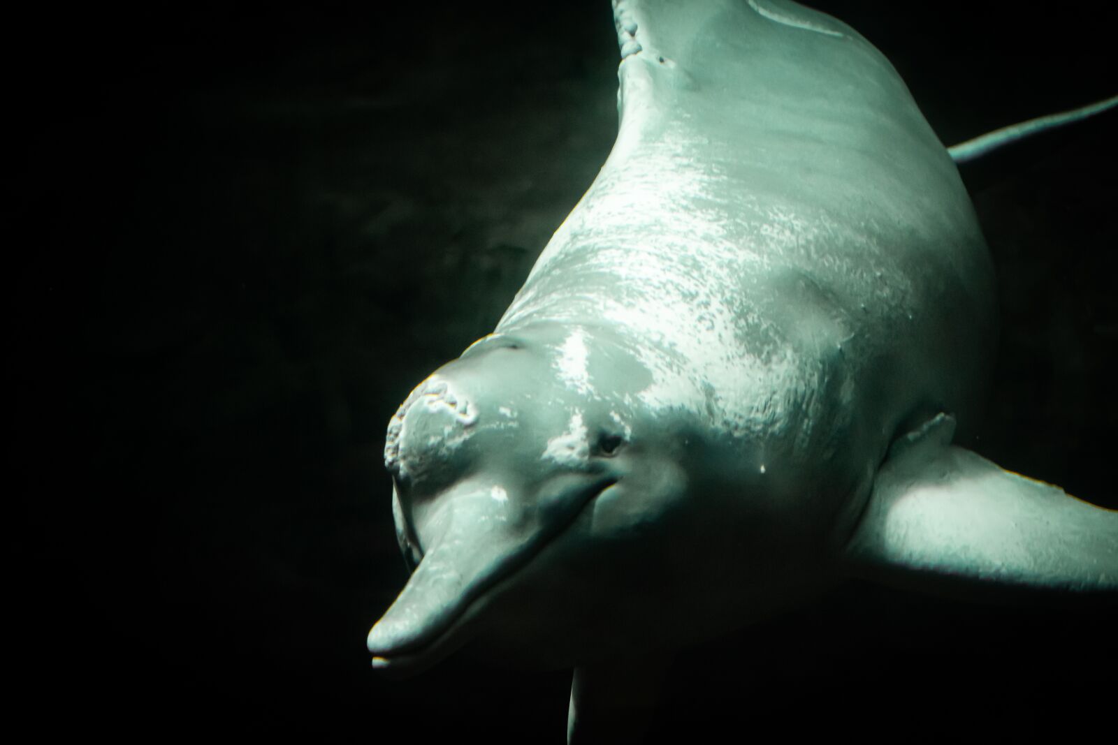 Canon EOS 80D sample photo. Dolphins, freshwater, amazon photography
