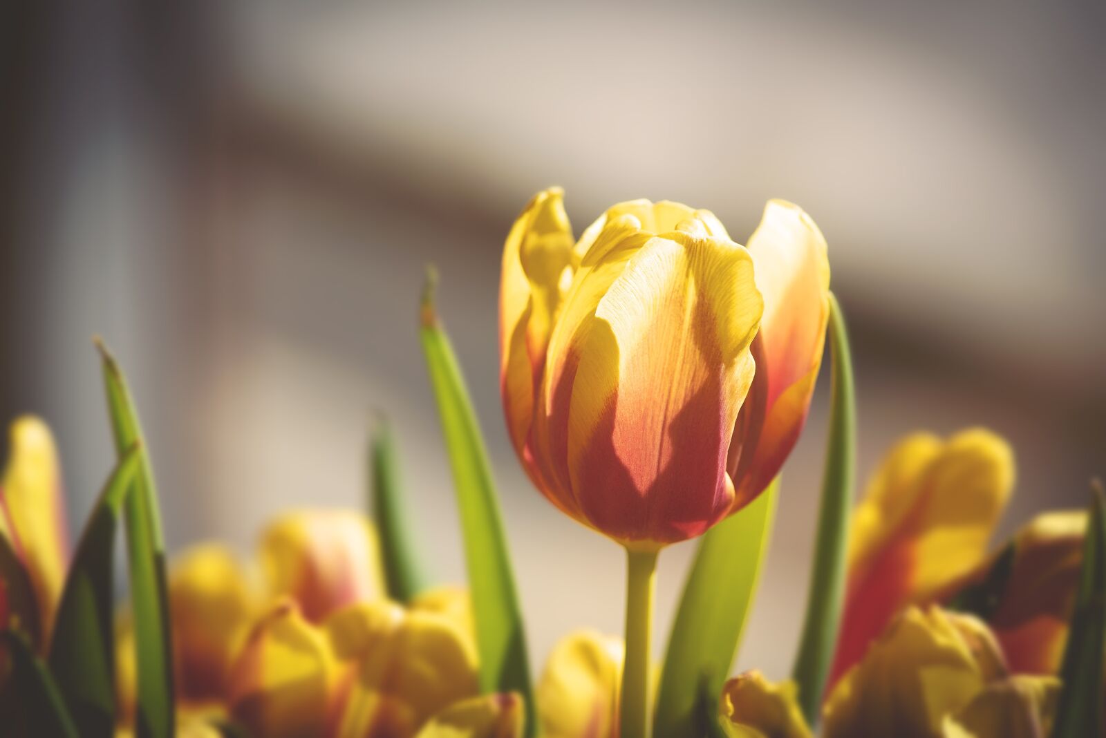 Nikon D750 sample photo. Tulip, flower, blossom photography