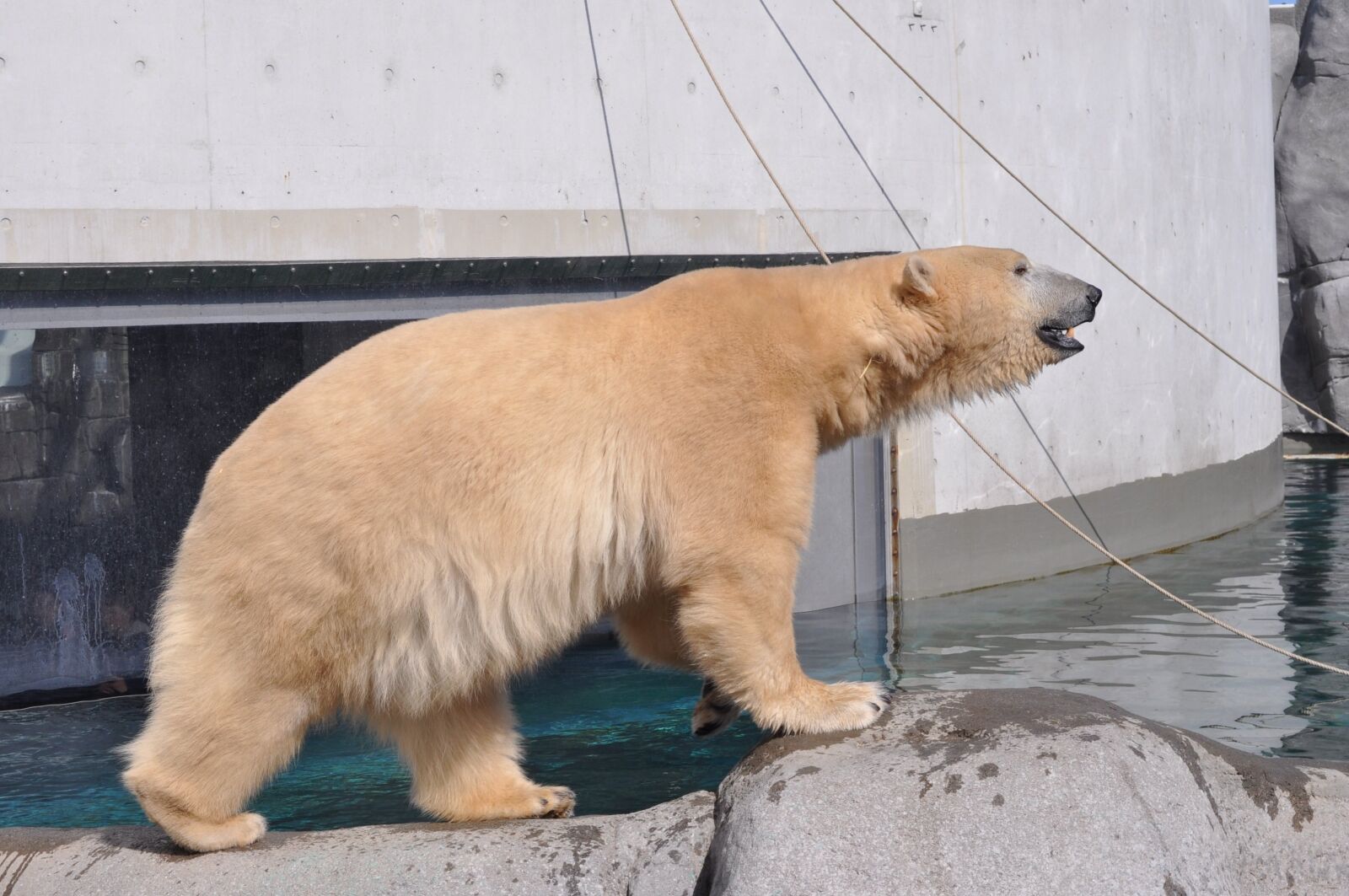 Nikon D5000 sample photo. Zoo, polar bear, expensive photography