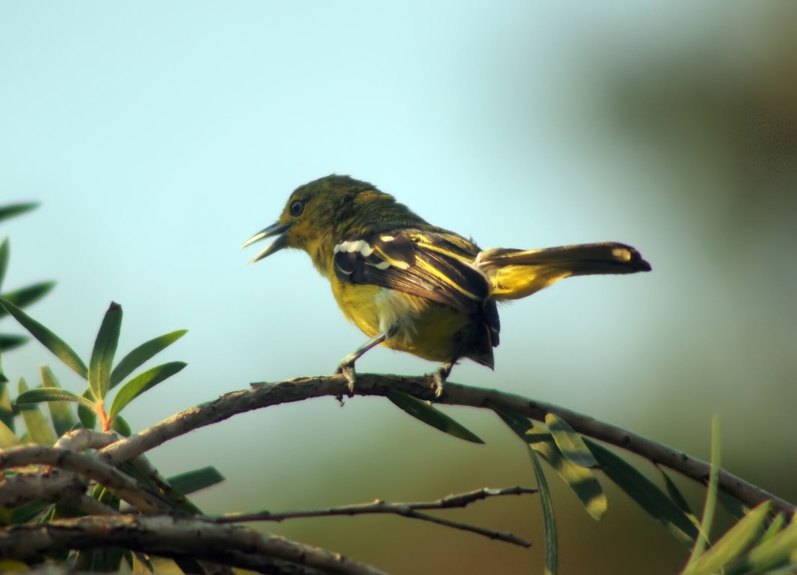 Olympus OM-D E-M1 sample photo. Singing iora, wild, bird photography