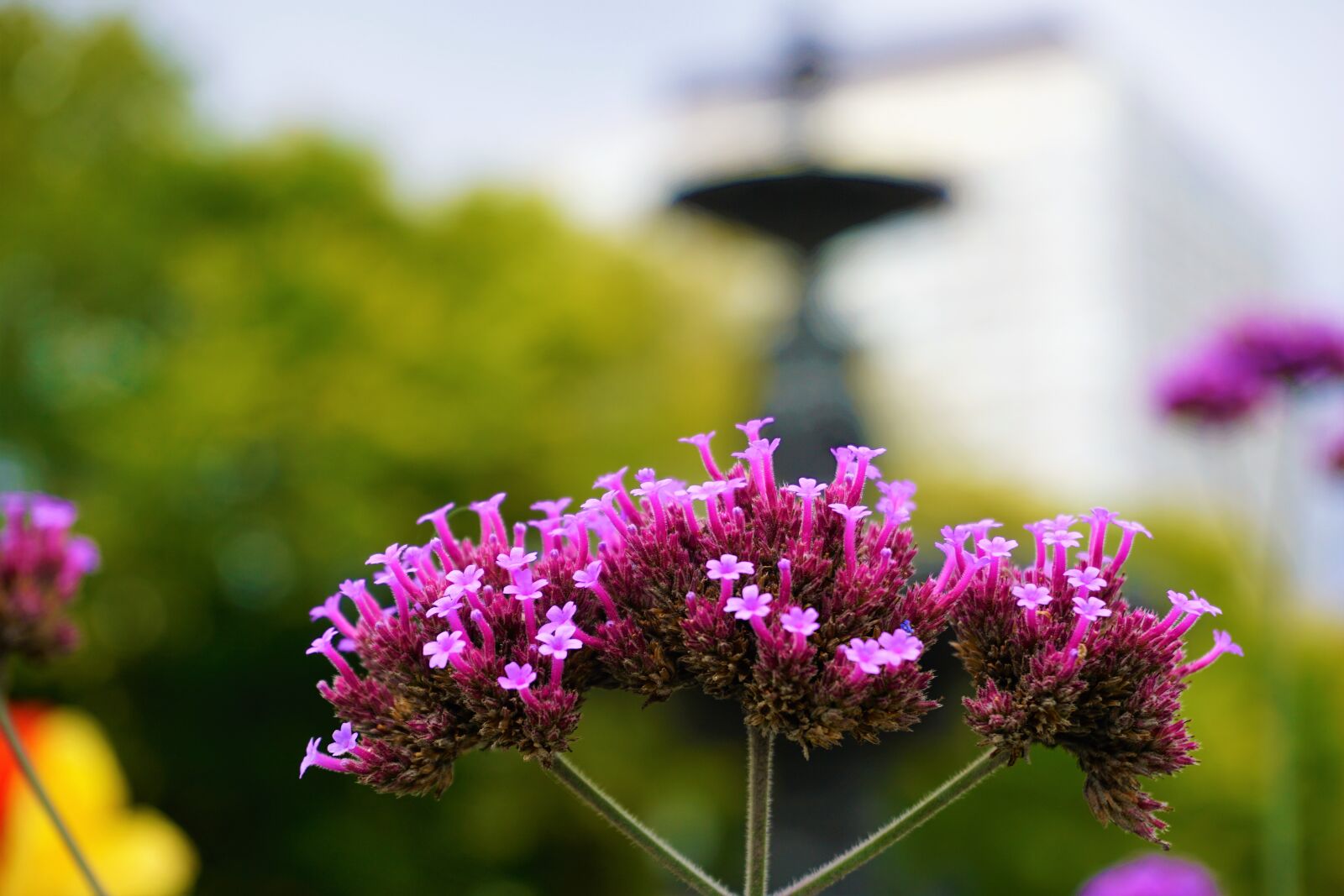 Sony a6000 sample photo. Flower, focus, magenta photography