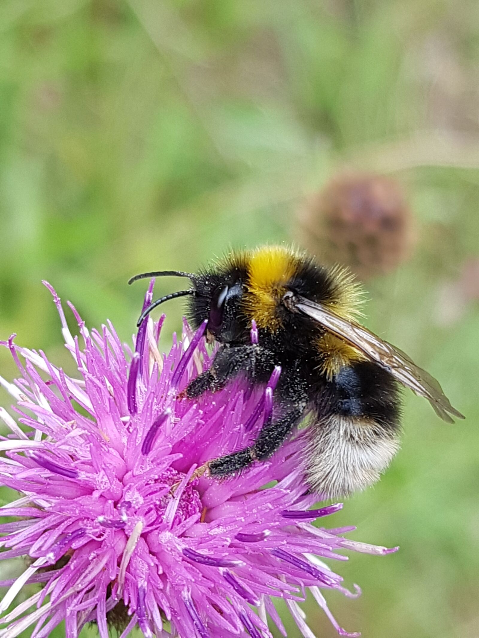 Samsung Galaxy S7 sample photo. Bumblebee, knapweed, flower photography