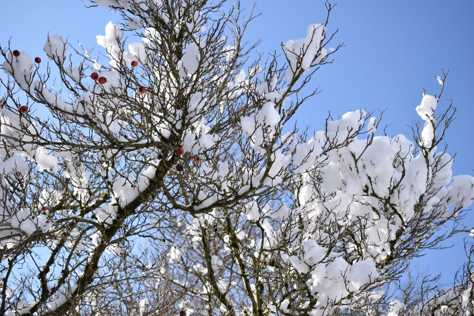 Nikon D3300 sample photo. Winter, snow, rose hip photography