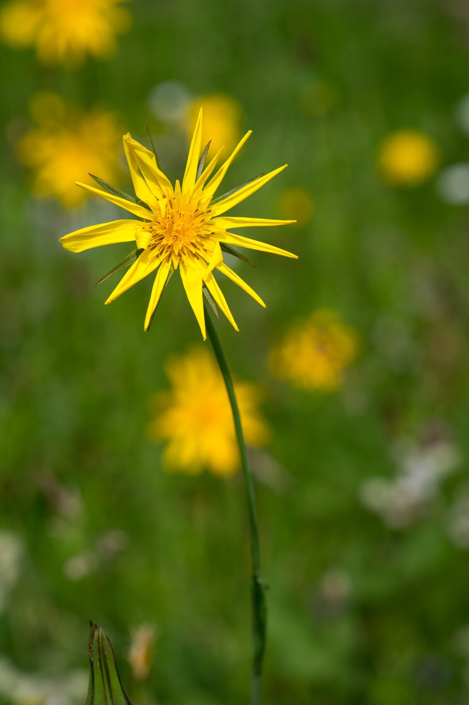 Nikon D7100 sample photo. Meadows dubius, flower, yellow photography