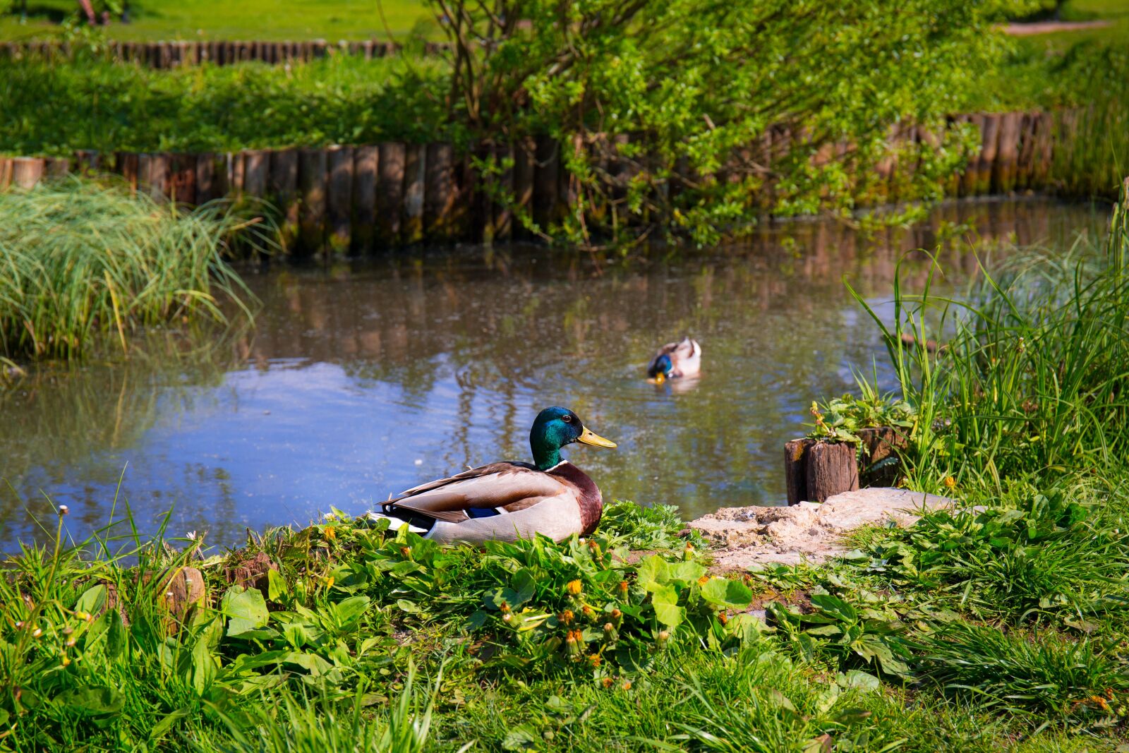 Canon EF 24-70mm F4L IS USM sample photo. Ducks, animals, birds photography