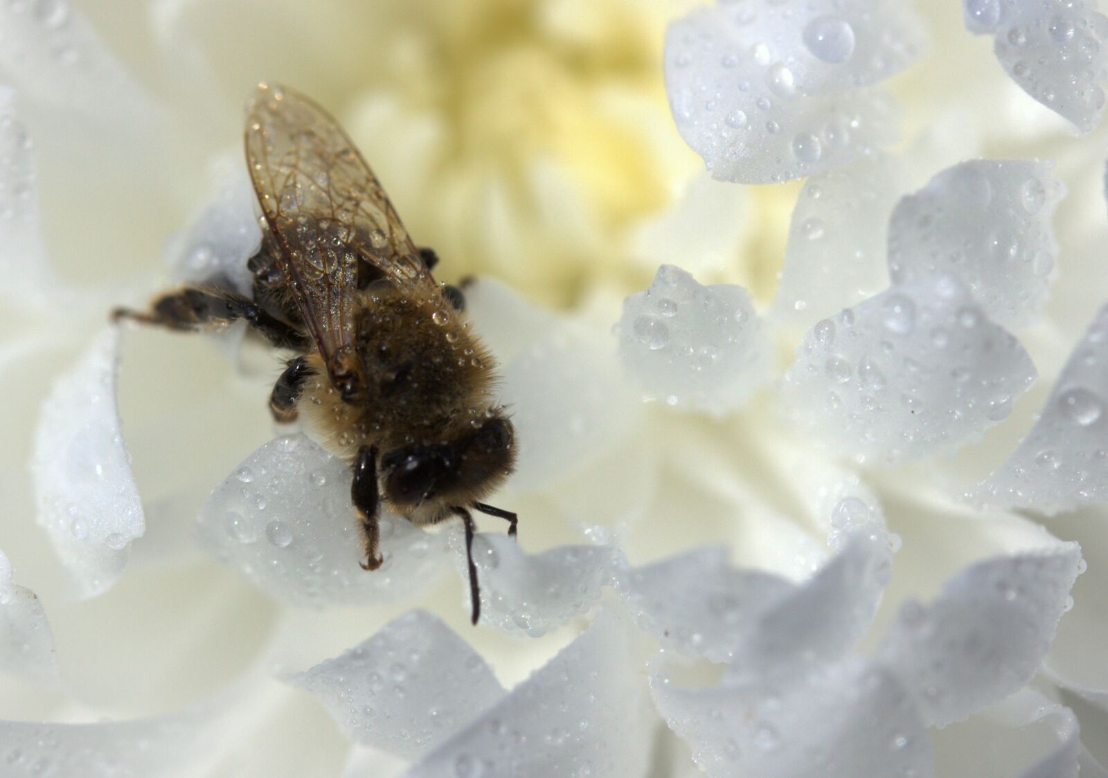 Canon EF-S 60mm F2.8 Macro USM sample photo. Bee, wet, drops photography