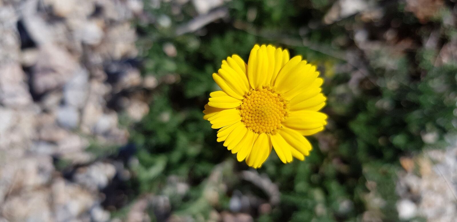 Samsung Galaxy S8 sample photo. Nature, plant, flower photography
