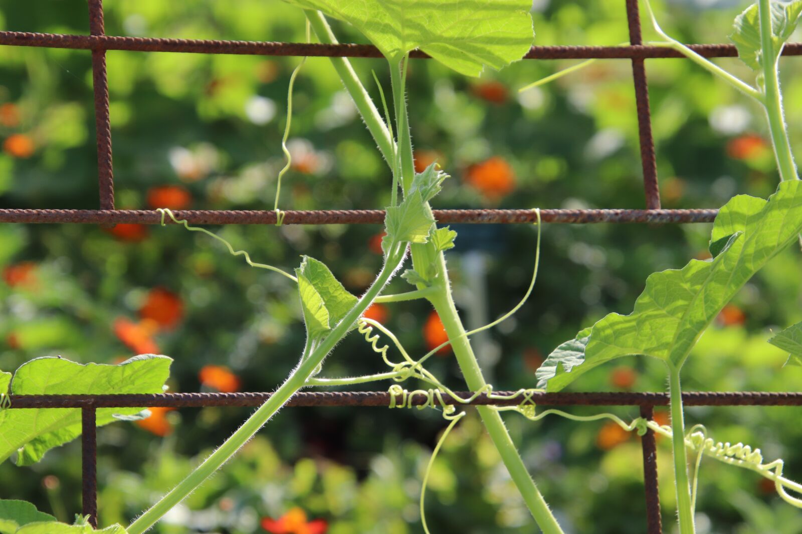 Canon EOS 800D (EOS Rebel T7i / EOS Kiss X9i) sample photo. Cucurbit climber, tendrils, hung photography