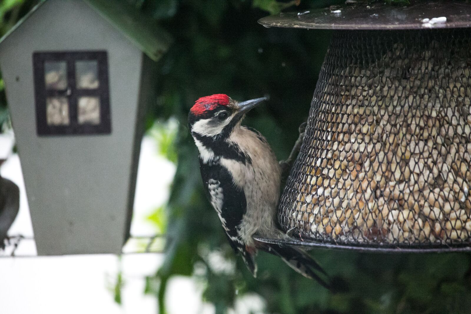 Canon EF 100-400mm F4.5-5.6L IS USM sample photo. Woodpecker, bird, nature photography