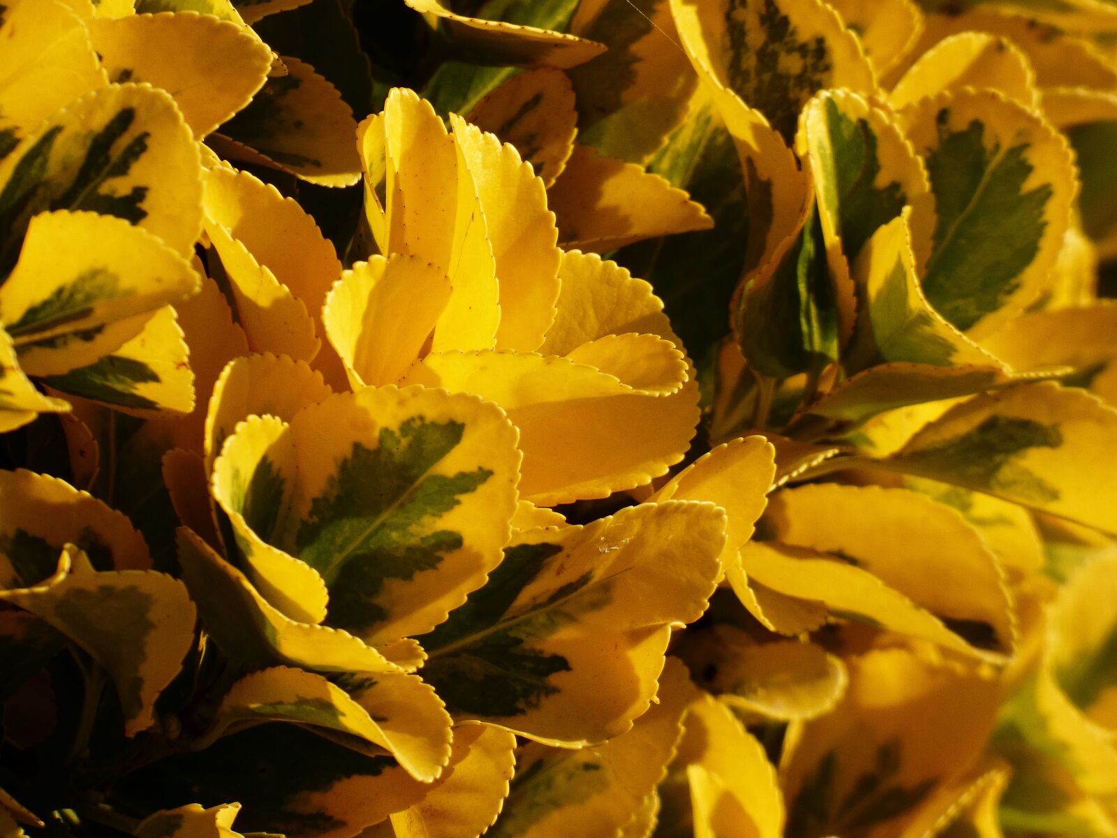 Panasonic DMC-FZ72 sample photo. Letter, shrub, garden photography