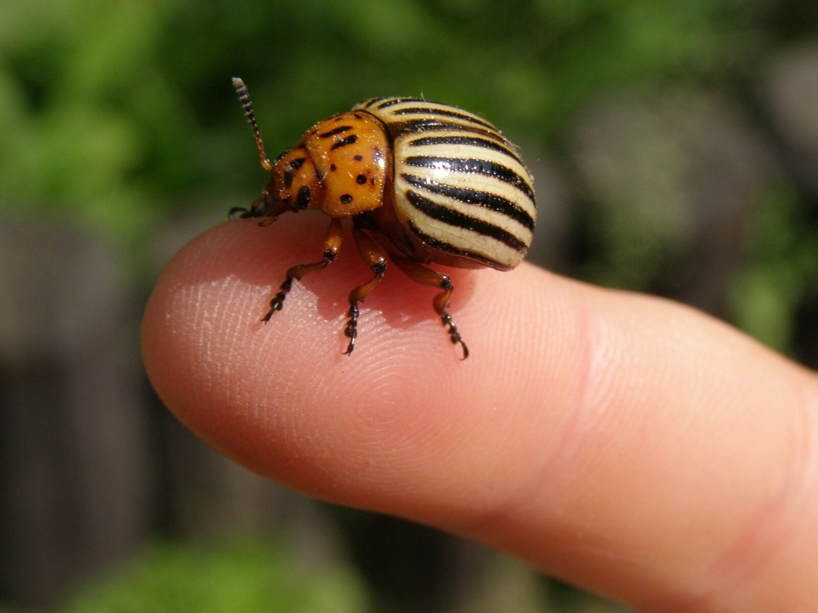 Olympus SP510UZ sample photo. Potato beetle, beetle, striped photography