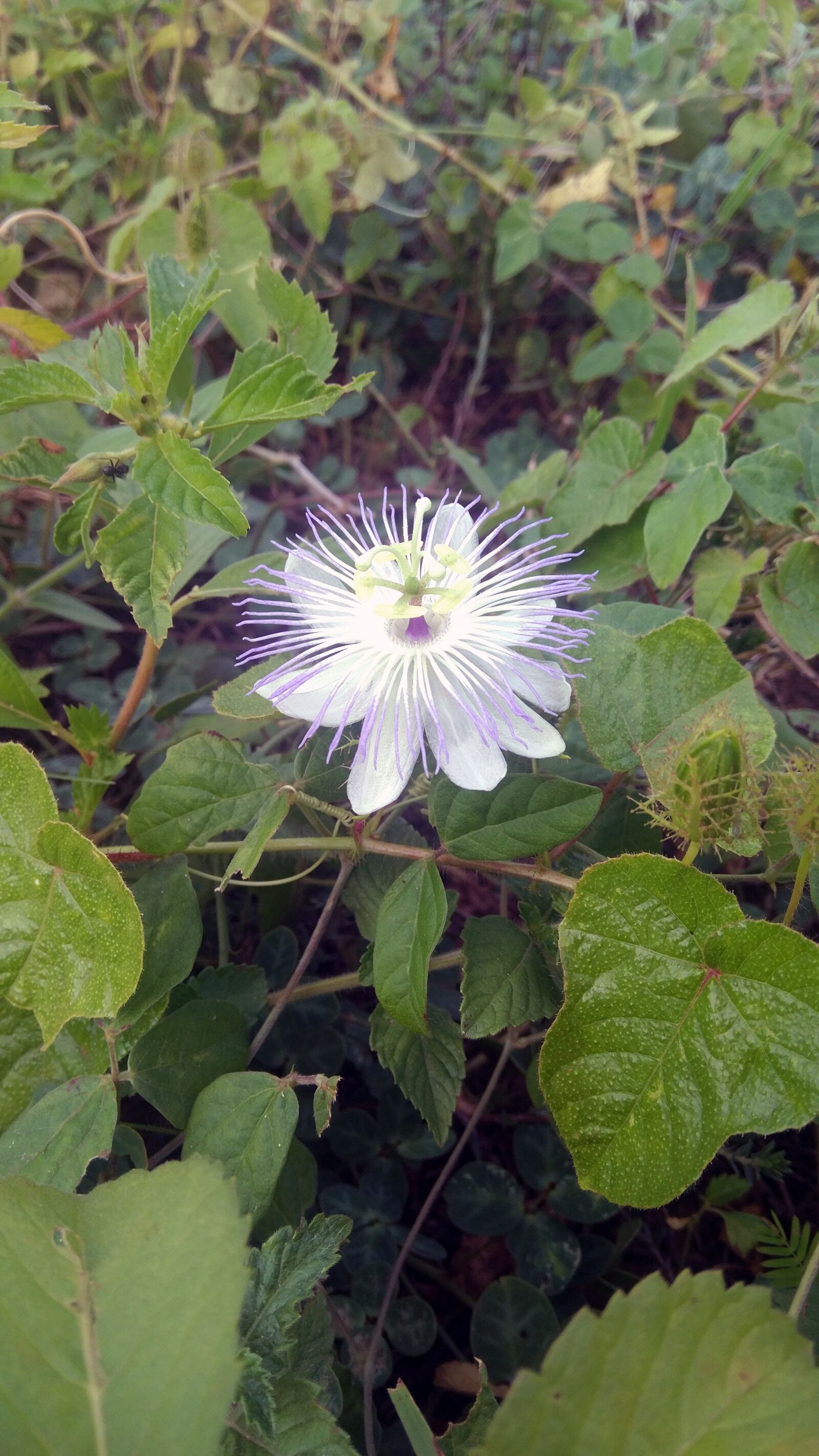 Xiaomi MIX sample photo. Flor, vegeta o, planta photography