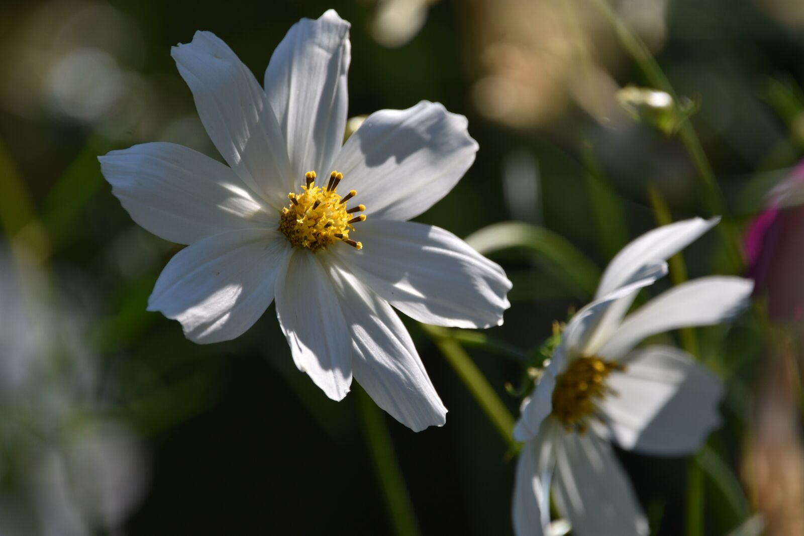Nikon D3400 sample photo. Flower, flowers, summer photography