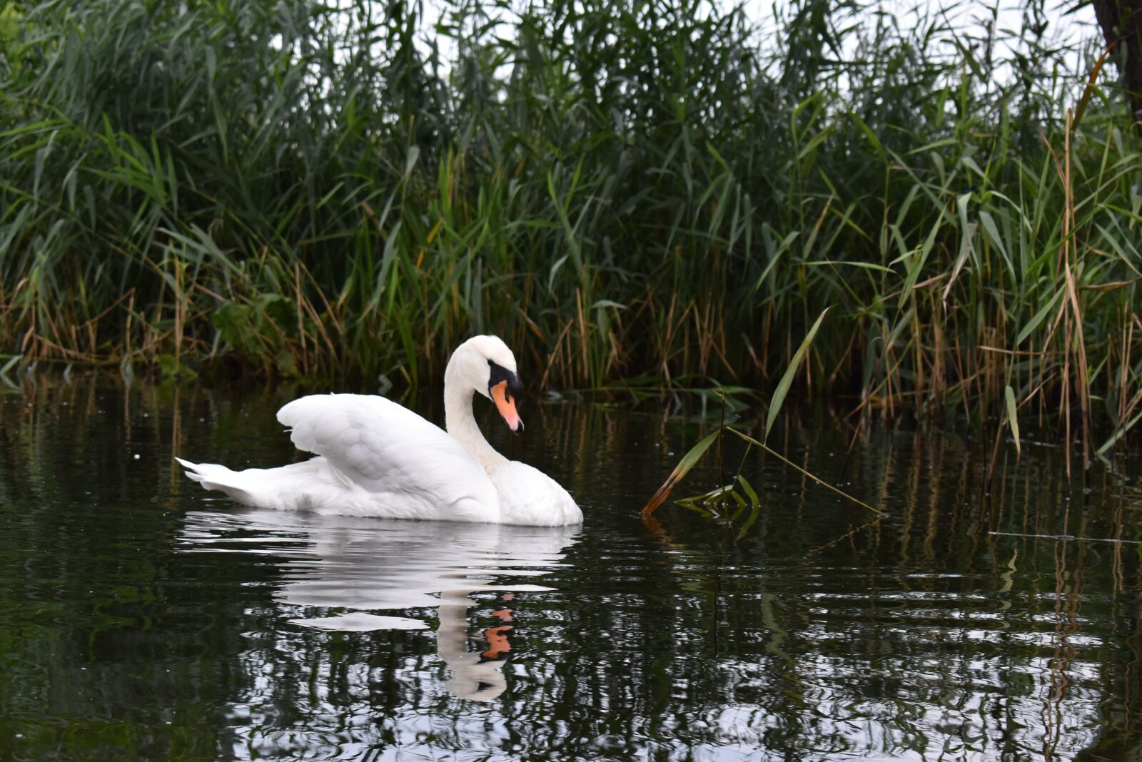 Nikon D5500 sample photo. Nature, monolithic part of photography