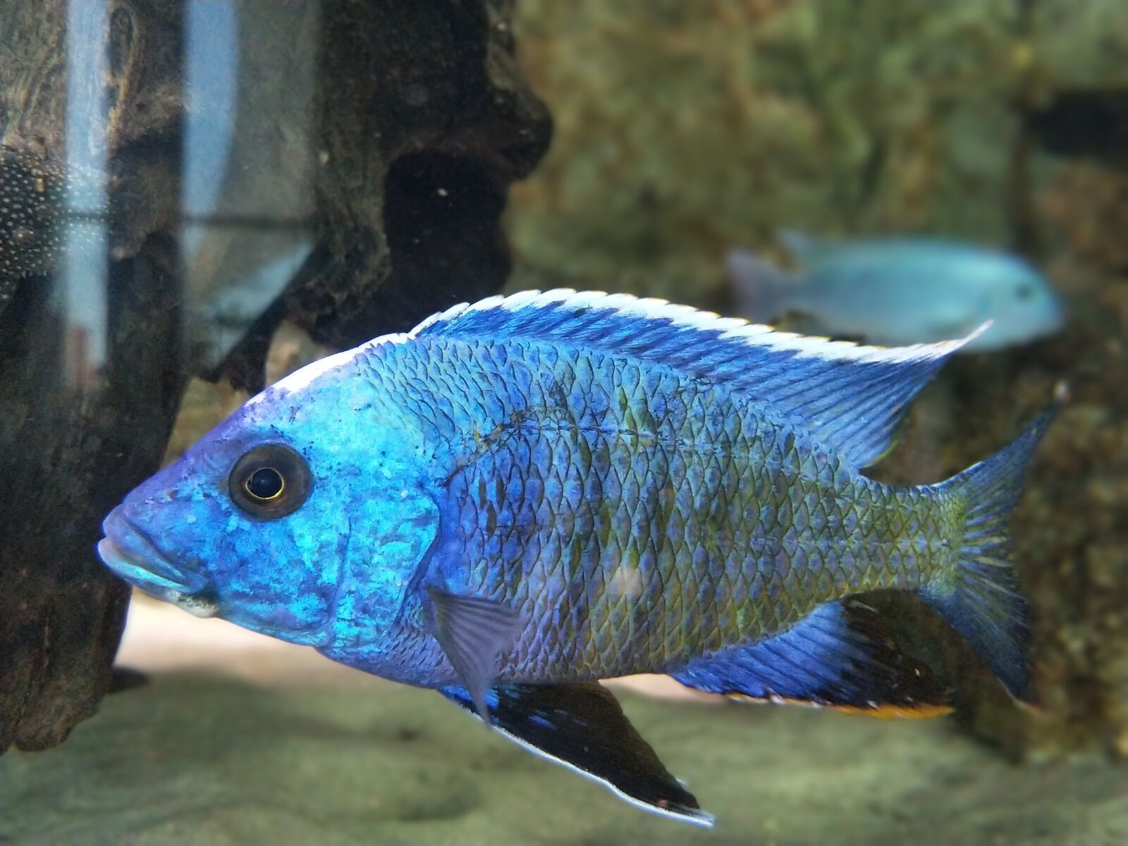 OnePlus 5 sample photo. Aquarium, fish, blue photography