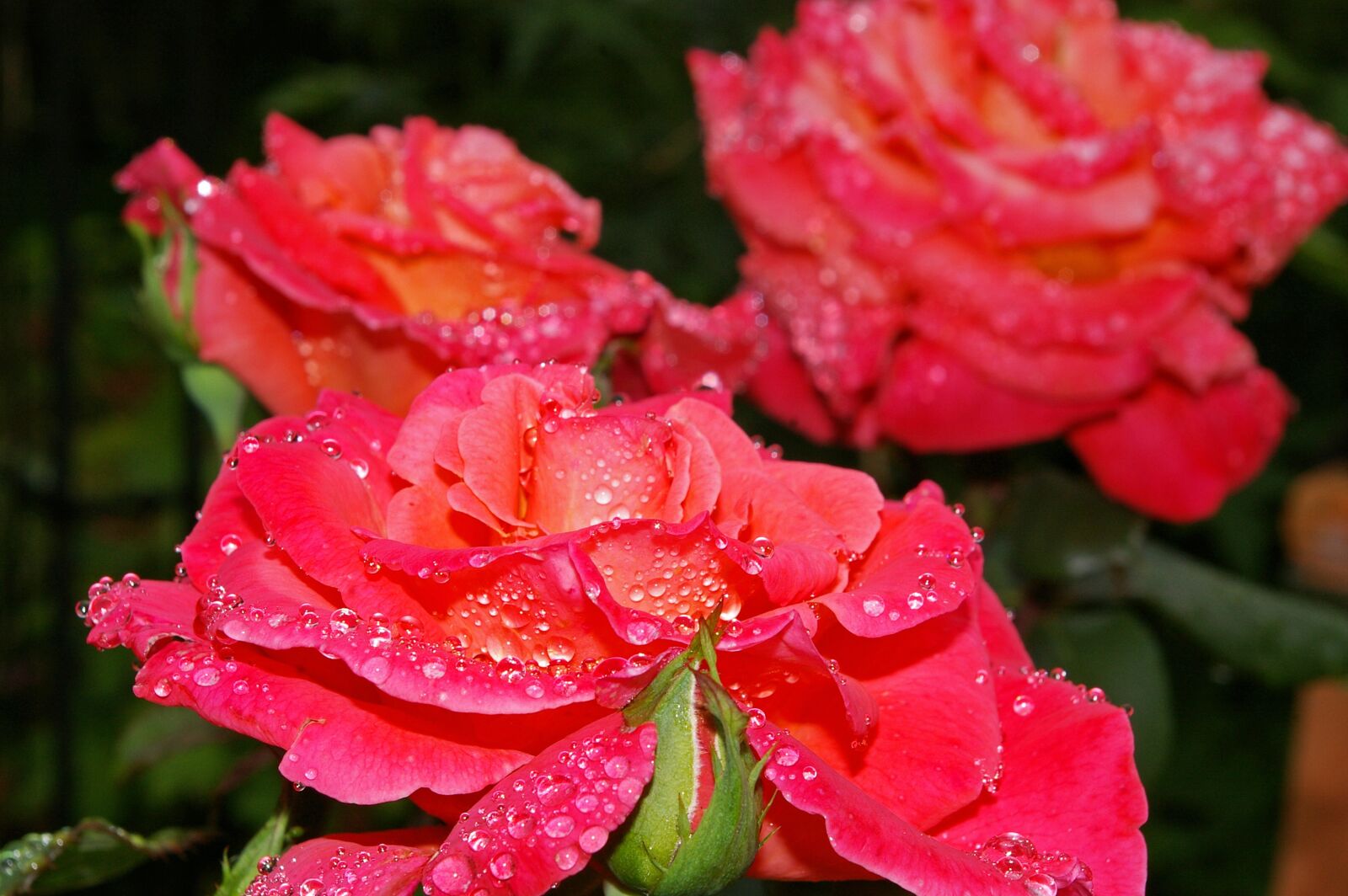 Pentax *ist DL2 sample photo. Rose, albrecht d rer photography