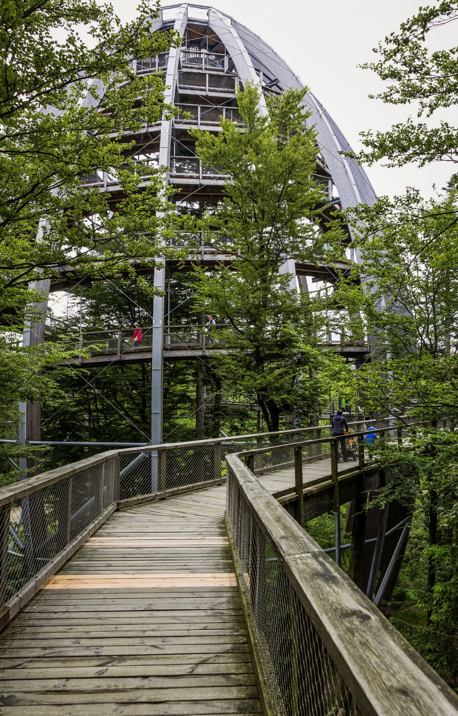 Canon EF 24-70mm F2.8L II USM sample photo. Treetop path, bavarian forest photography