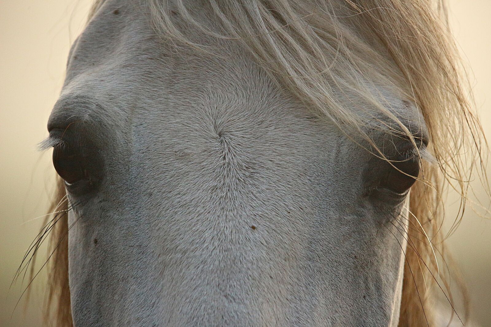 Canon EOS 100D (EOS Rebel SL1 / EOS Kiss X7) sample photo. Horse, mold, thoroughbred arabian photography