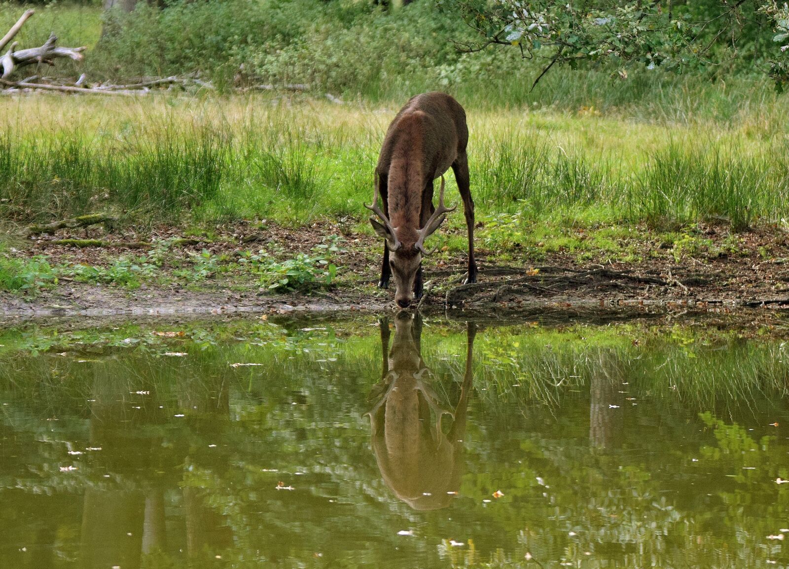 Nikon D5300 sample photo. Hirsch, mirror image deer photography