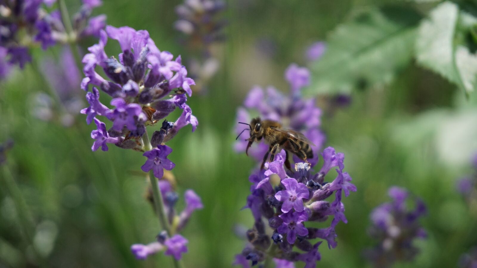 Sony a6000 sample photo. Bee, biene, spring photography