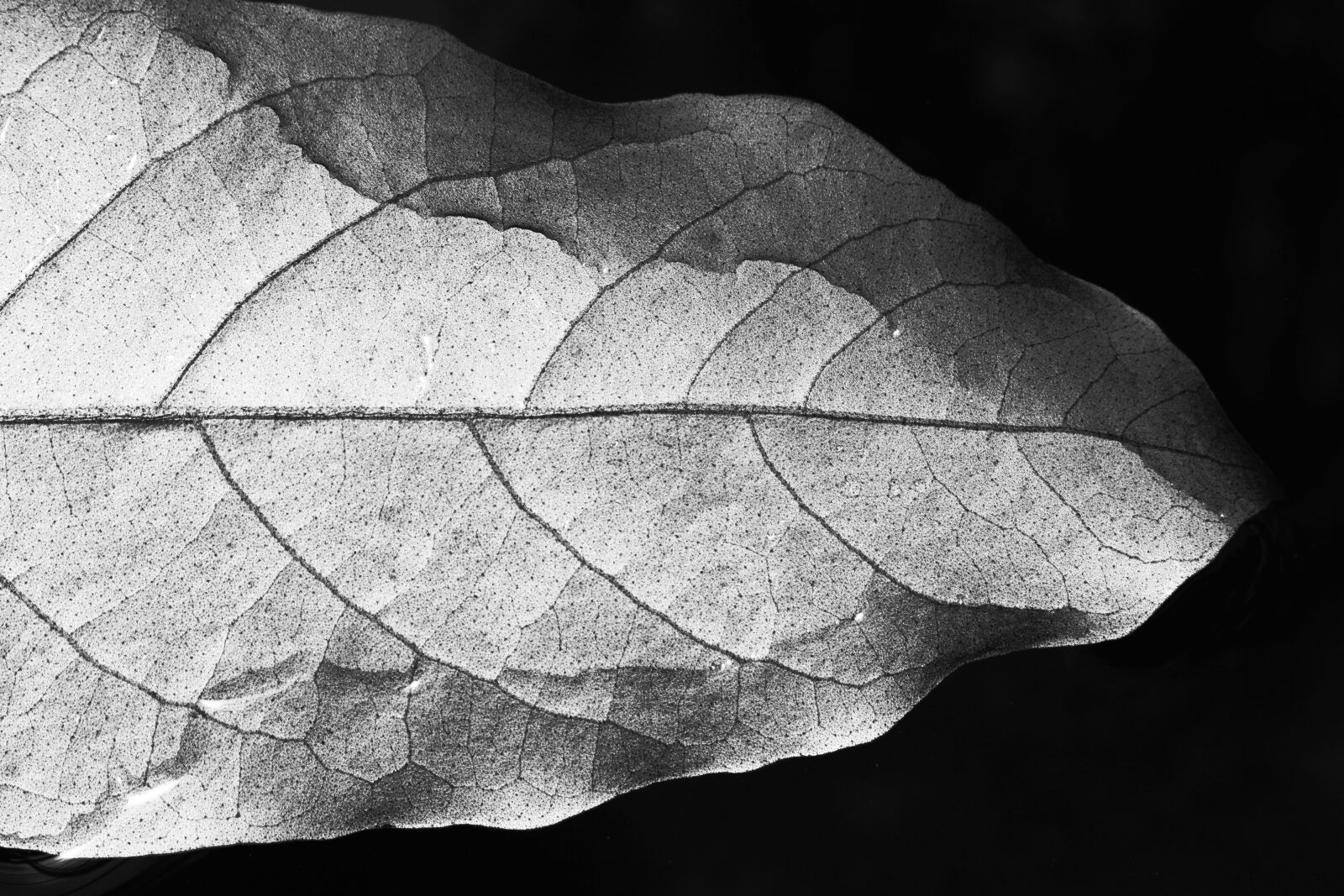 Canon EOS 700D (EOS Rebel T5i / EOS Kiss X7i) sample photo. Black and white, gray photography