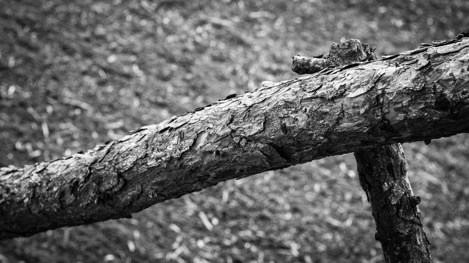 Canon EOS 700D (EOS Rebel T5i / EOS Kiss X7i) sample photo. Branch, nature, beauty photography