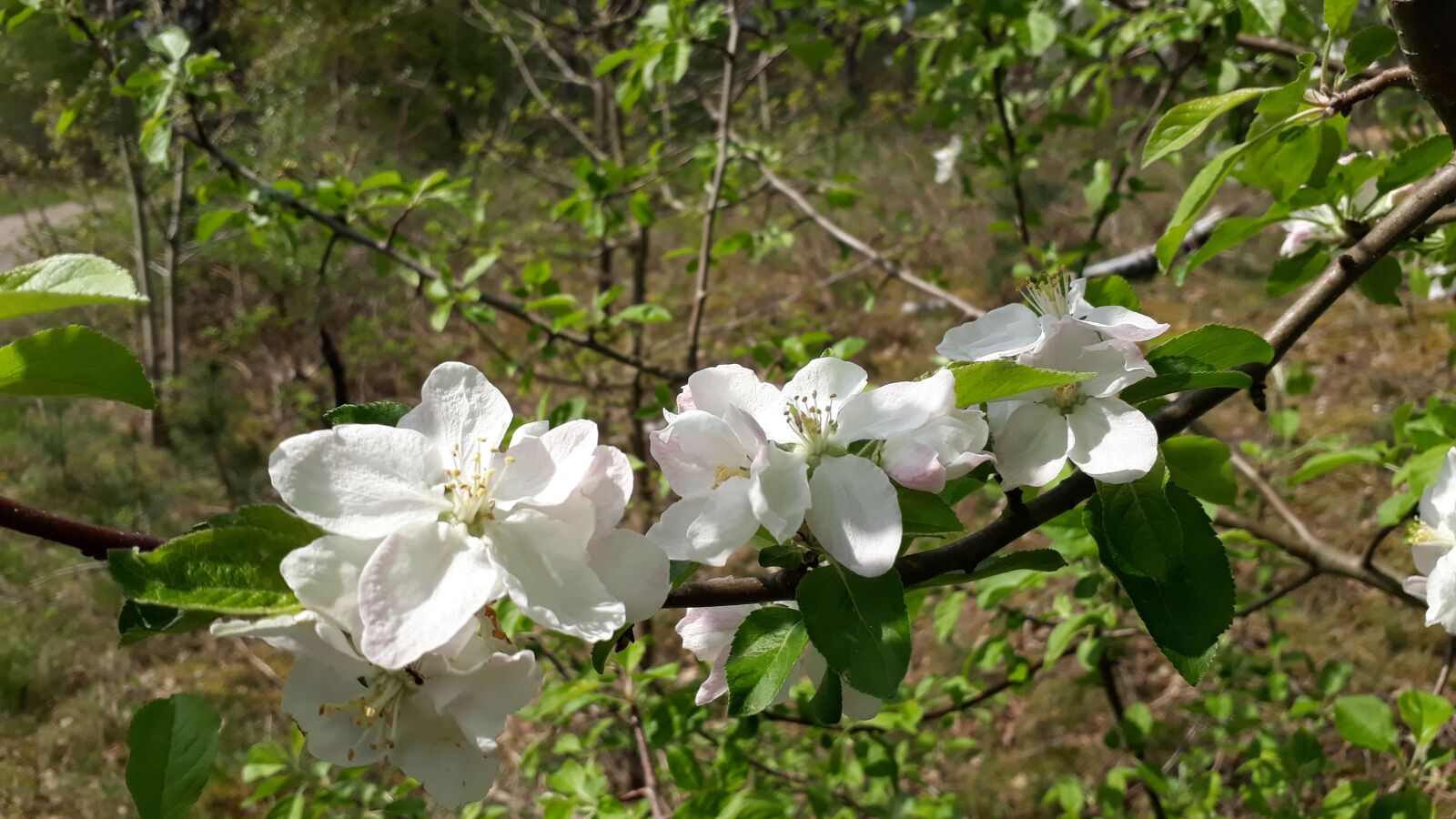 Samsung Galaxy A3(2017) sample photo. Nature, plant, sheet photography