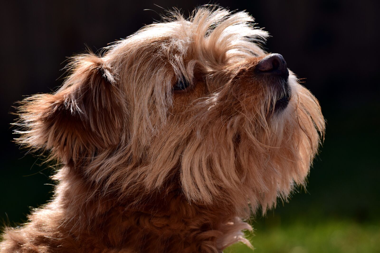 Nikon D3300 sample photo. Terrier, small, fur photography