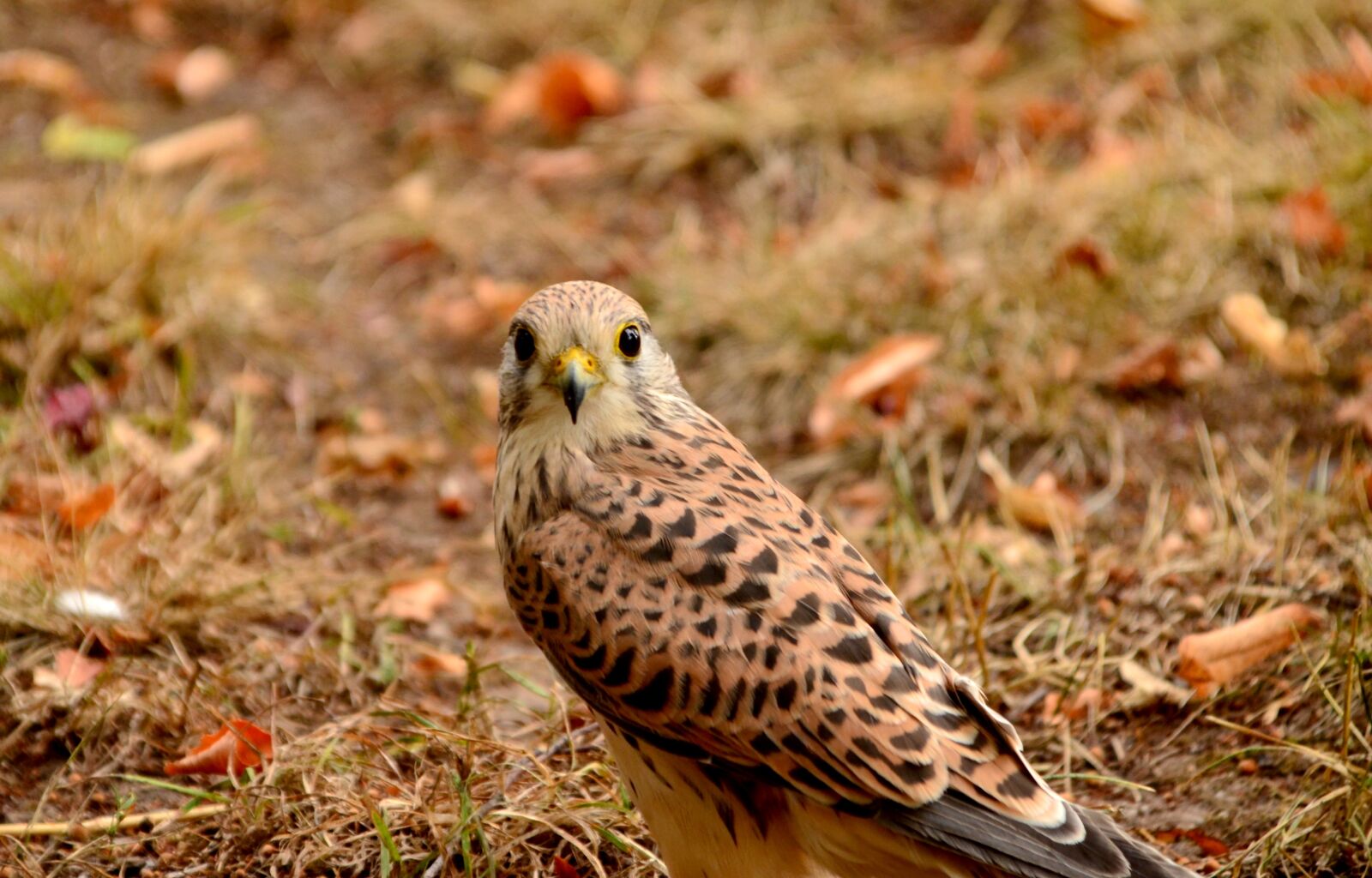Nikon D5100 sample photo. Animal, avian, beak photography
