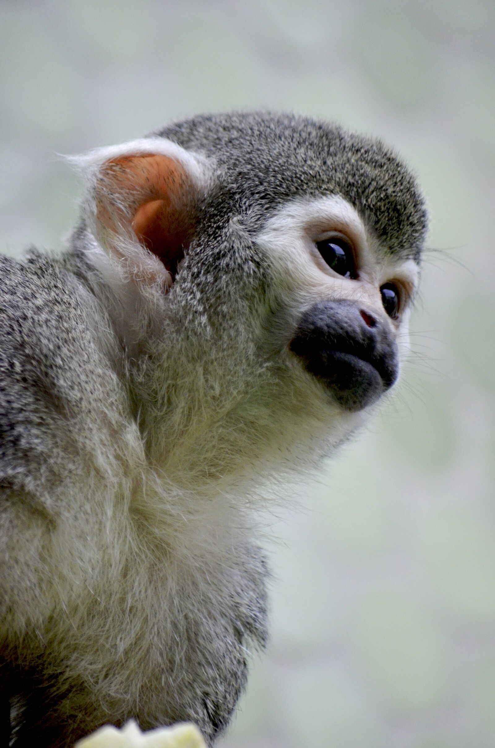 Nikon D5100 sample photo. Monkey, äffchen, capuchin photography