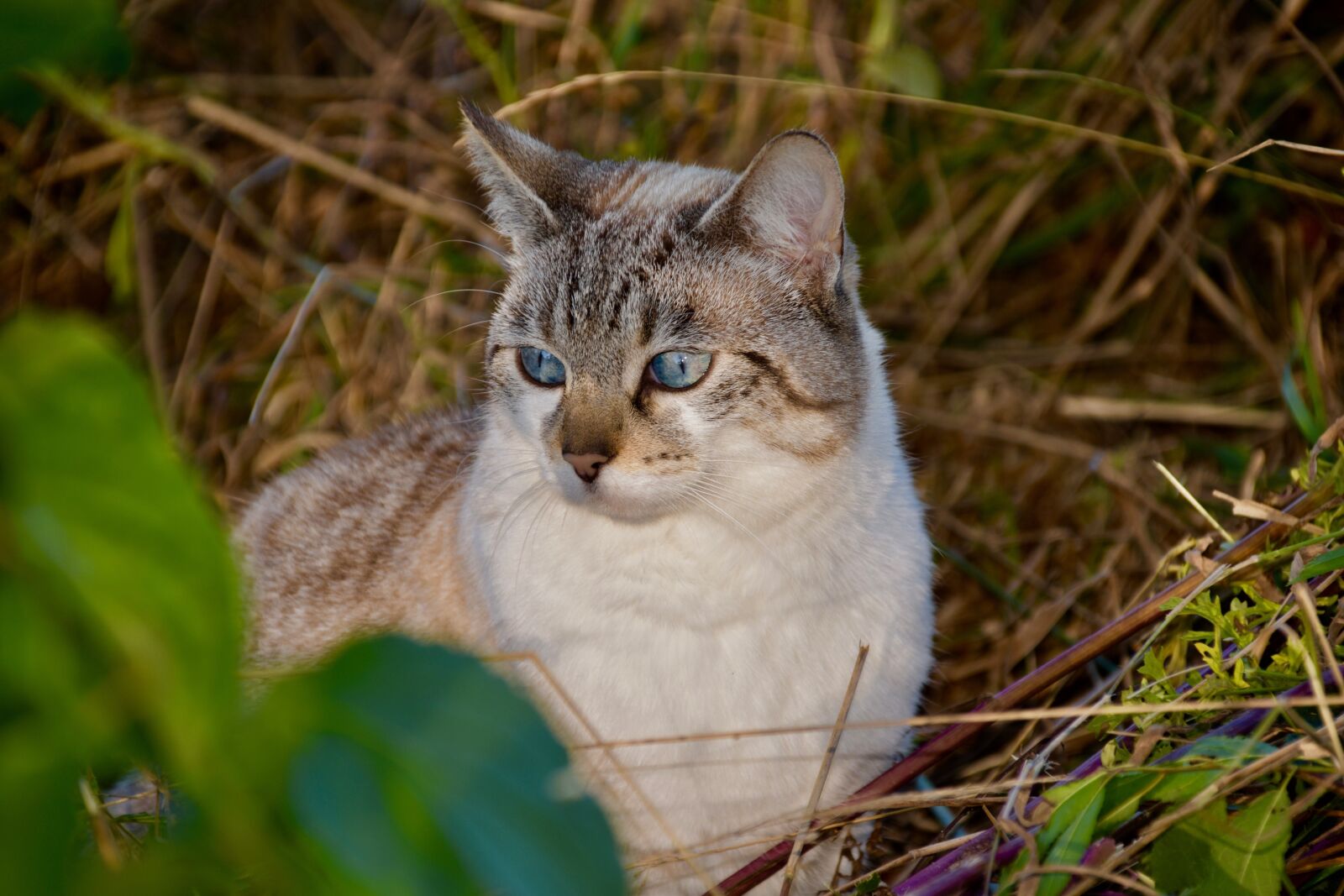 Nikon D5600 sample photo. Cat, feline, pet photography