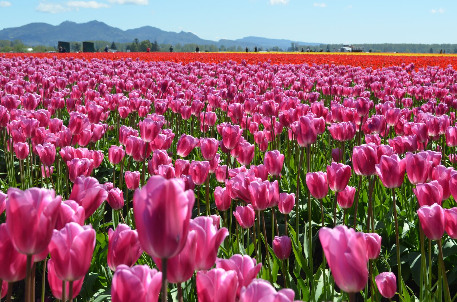 Nikon D5100 sample photo. Tulips, flowers, spring photography